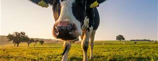 Tratamento de vaca seca reduz mastite clínica durante lactação subsequente