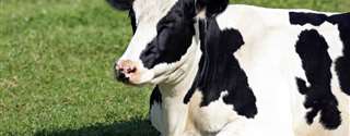 Cisto ovariano em vacas de leite: incidência, resposta à aplicação de GnRH e desempenho reprodutivo