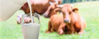 Padrões mínimos de qualidade do leite: é necessária uma nova revisão da IN 62?