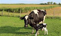 Associação entre dias após a concepção e persistência na lactação em vacas leiteiras