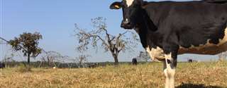 Consistência das fezes de vacas: ferramenta nutricional