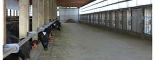 Estábulos de Ventilação Cruzada para fazendas leiteiras