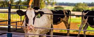 Suplementação com biotina pode aumentar a produção de leite