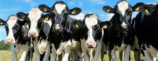 5 razões da falta de sucesso na gestão em fazendas de leite