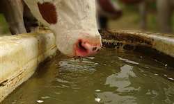 Tratar a água da pecuária com cal: vantagens e desvantagens