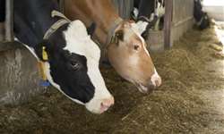 NRC 2021: equações de predição de consumo de vacas lactantes