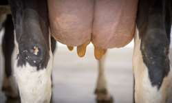 Anti-inflamatório pós parto pode ajudar na saúde do úbere das vacas