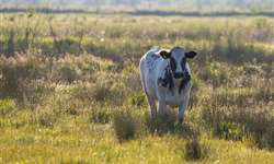 UE: preocupações ambientais estão impedindo a produção de leite, diz USDA