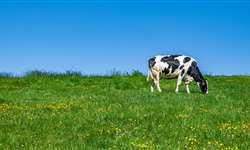 EUA: laticínio quer ajudar a garantir o futuro dos produtores familiares de leite orgânico