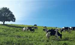 Efeito do verão no desempenho da vaca na Espanha