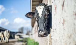 Como melhorar o pós-parto de vacas leiteiras?