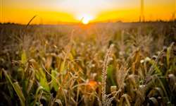 EUA: soja e milho recuam mais de 2% na bolsa