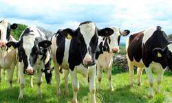 Sustentabilidade ambiental: crédito, programas governamentais e casos de sucesso no leite
