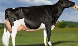 A vaca leiteira mais cara do mundo