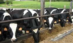 O que você sabe sobre nutrição de vacas?