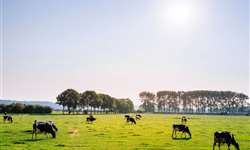 Vacas mais resistentes ao calor é foco de estudos