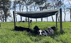 Tela Dupla: alternativa viável de sombra para bovinos leiteiros