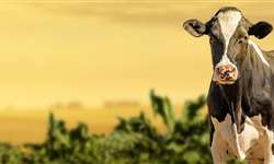 Terapia da vaca seca - prevenção contra mastite e leite com mais qualidade