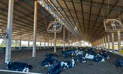 Compost Barn: opção de produção de leite em confinamento