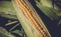 Safra de milho no Brasil e a oferta mundial