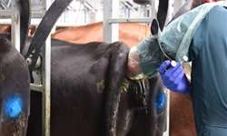 Inseminação Artificial em bovinos: vantagens e desvantagens