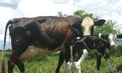 Estratégias hormonais e nutricionais para imunomodulação de vacas durante o periparto - Parte 2