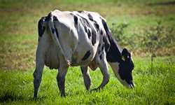 Quando é viável inseminar vacas leiteiras?