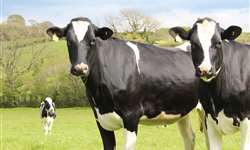 Vacas com claudicação se beneficiam do acesso livre a pastagens