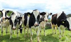 Estiagem provoca queda na produção de leite no Rio Grande do Sul