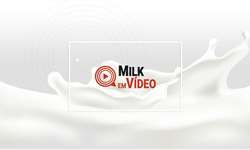 Milk em Vídeo: silagem de amora para vacas leiteiras?