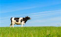 Saúde intestinal: nova fronteira para a produtividade bovina