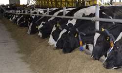 Ácidos biliares podem ser benéficos para vacas no período de transição