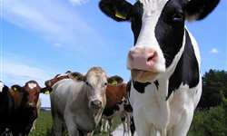 Assistência técnica ajuda produtor de leite a ter melhores resultados
