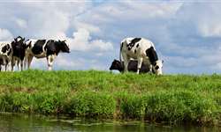 Pecuária de leite no Brasil gera baixa emissão de carbono, comprova estudo