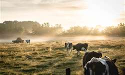 Impacto do estresse calórico na imunidade de vacas leiteiras