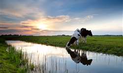 MT: pesquisa que mede emissão de metano por bovinos tem início