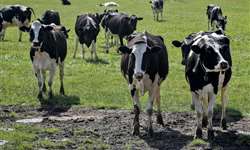 RS: condições meteorológicas impactaram a produção de leite