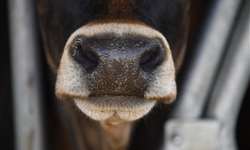 Febre Aftosa: 73 milhões de bovinos e bubalinos devem ser vacinados