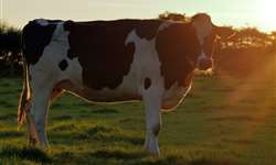 Seleção de vacas leiteiras com características voltadas à sustentabilidade