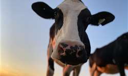 Vaca holandesa bate recorde de produção na Expoleite