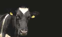 Irlanda: governo propõe abate de 200 mil vacas para reduzir as emissões