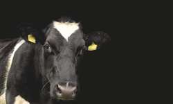 Por que temos cada vez menos vacas no mundo?