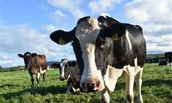 Uso de resíduos de bolachas na nutrição de vacas leiteiras