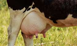 MG: Vaca bate recorde mundial de produção de leite em torneio