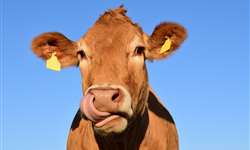 Vacas que fazem movimentos estranhos com a língua, é normal?