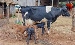 Caso raro: vaca dá a luz a quatro bezerros do mesmo sexo