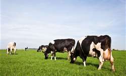 Práticas simples podem reduzir emissões na pecuária leiteira