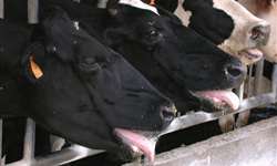 Produtores estão criando vacas resistentes ao calor