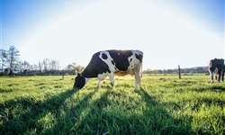 Vaca com genética ambiental? Já existe