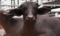 Fazenda pioneira na criação de búfalos investe na produção de leite
